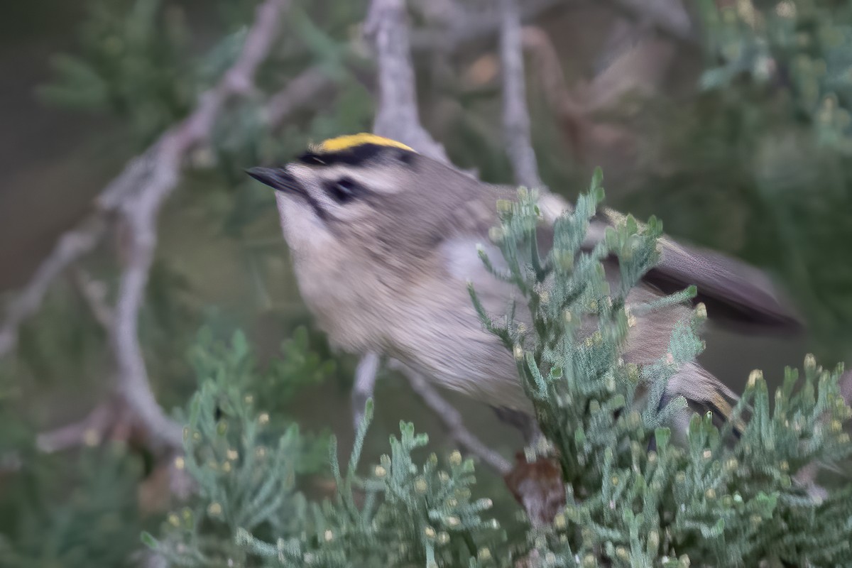 Golden-crowned Kinglet - ML375568391