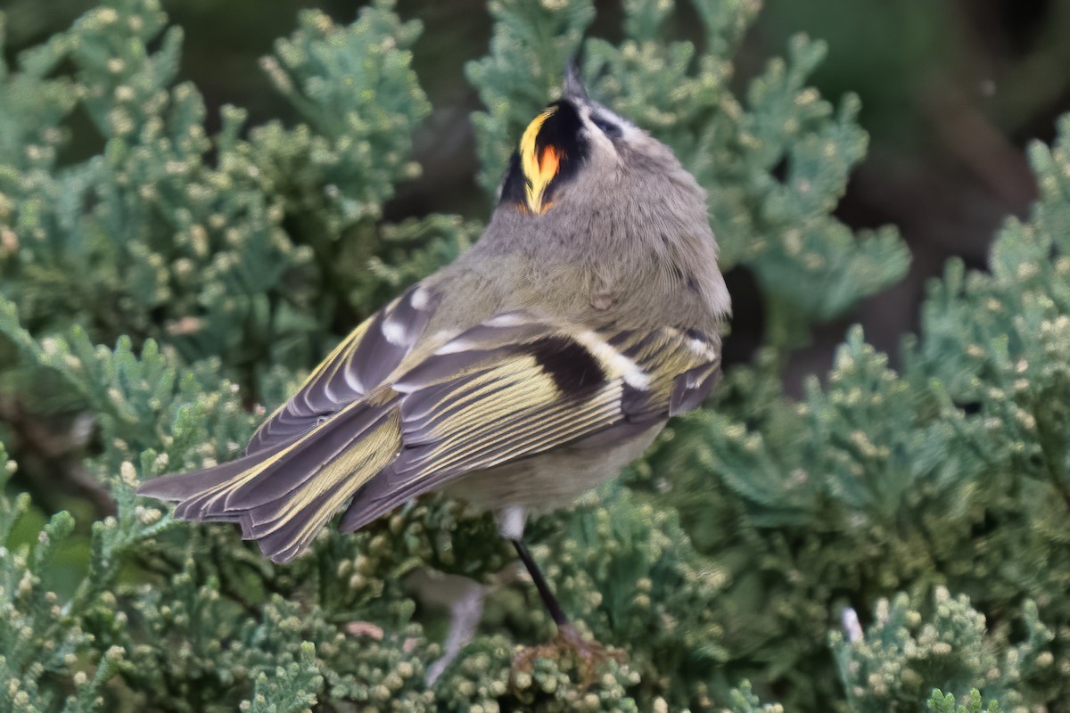 Golden-crowned Kinglet - ML375568401