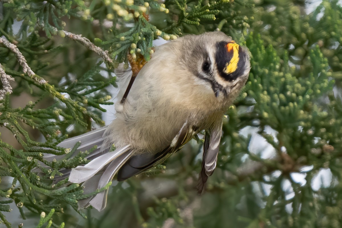 Golden-crowned Kinglet - ML375568411