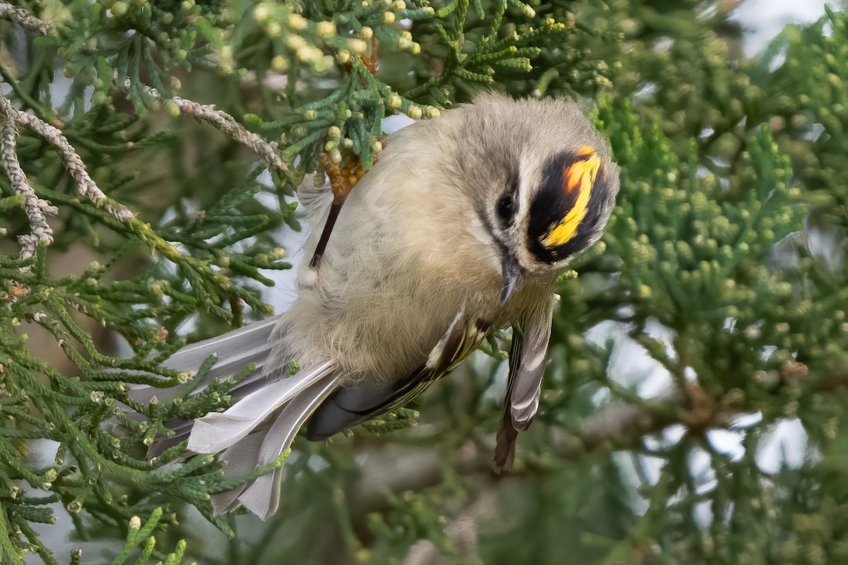 Golden-crowned Kinglet - ML375568431