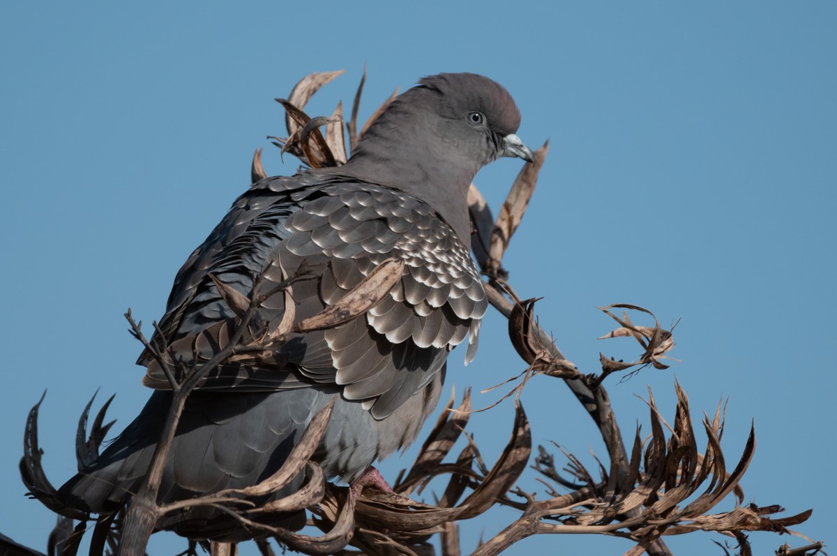 Spot-winged Pigeon - ML375569501