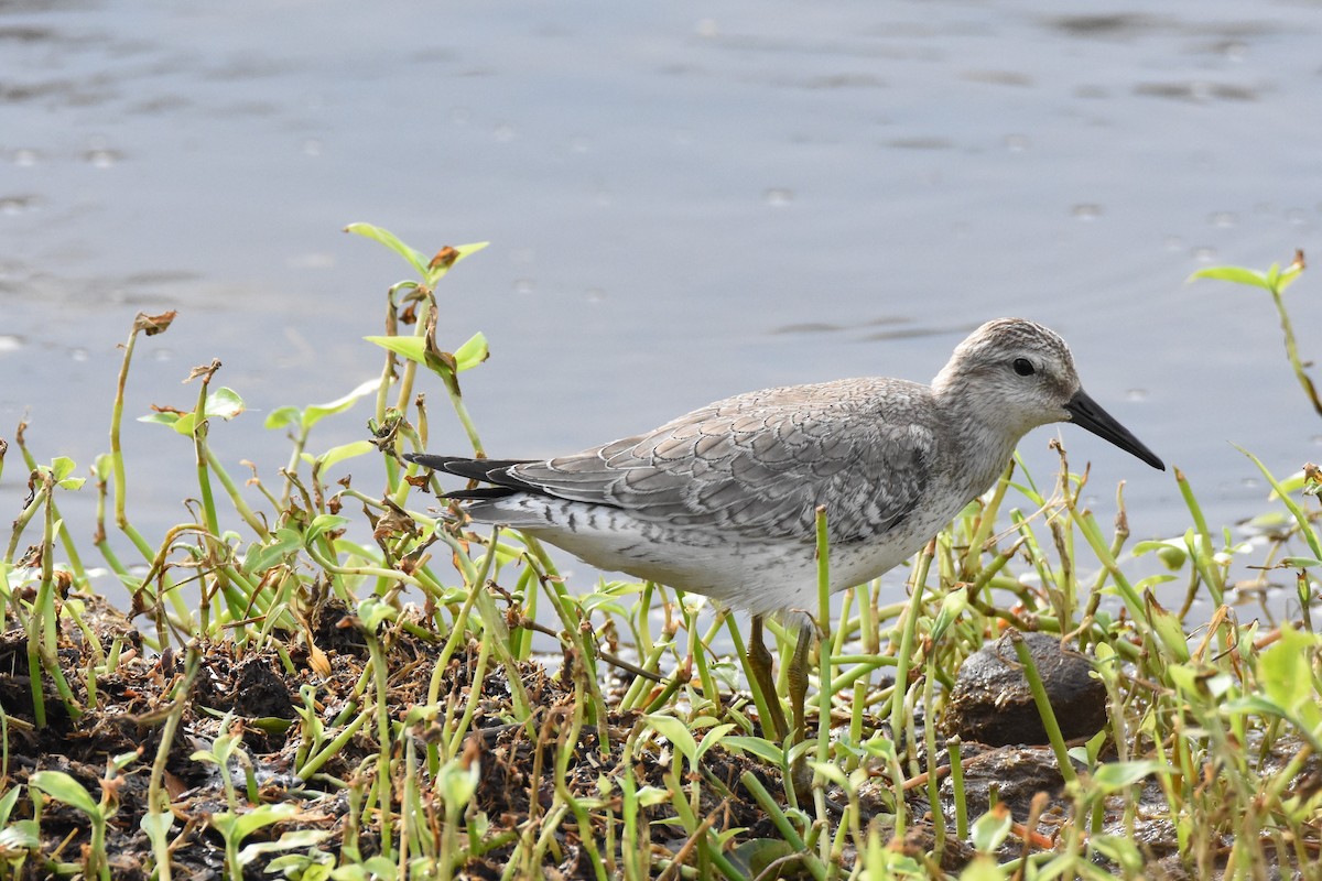 Red Knot - ML37557301