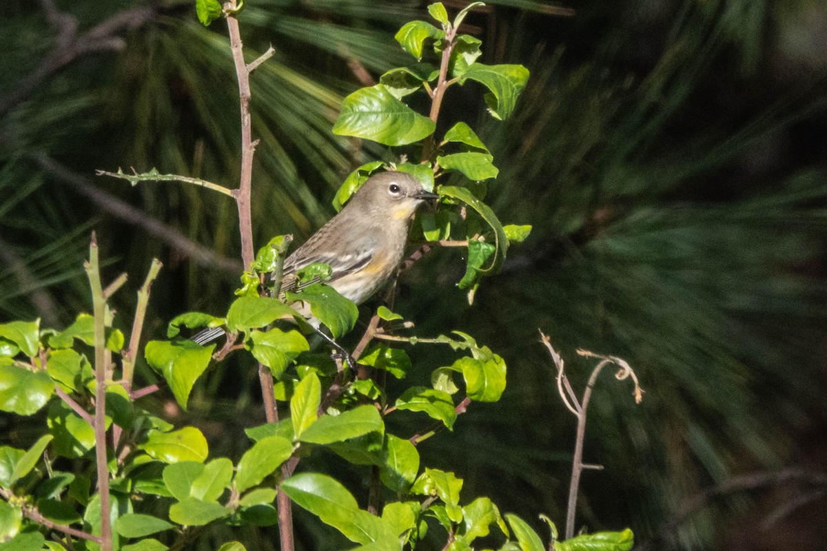 Yellow-rumped Warbler - ML375573251