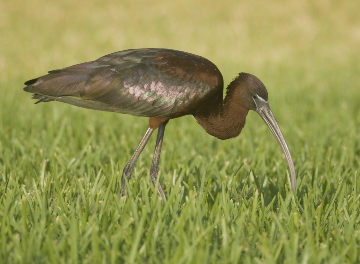 Glossy Ibis - Geoff Hill