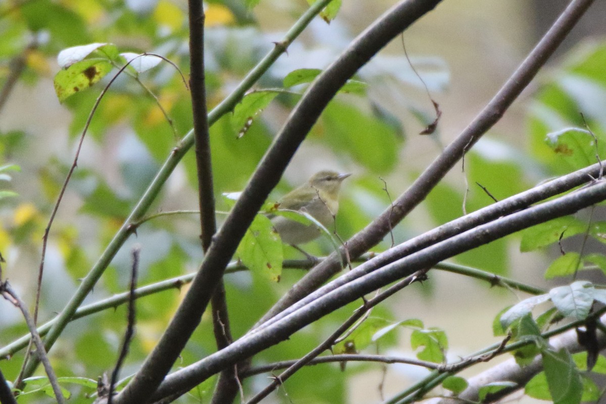 Tennessee Warbler - ML375575341