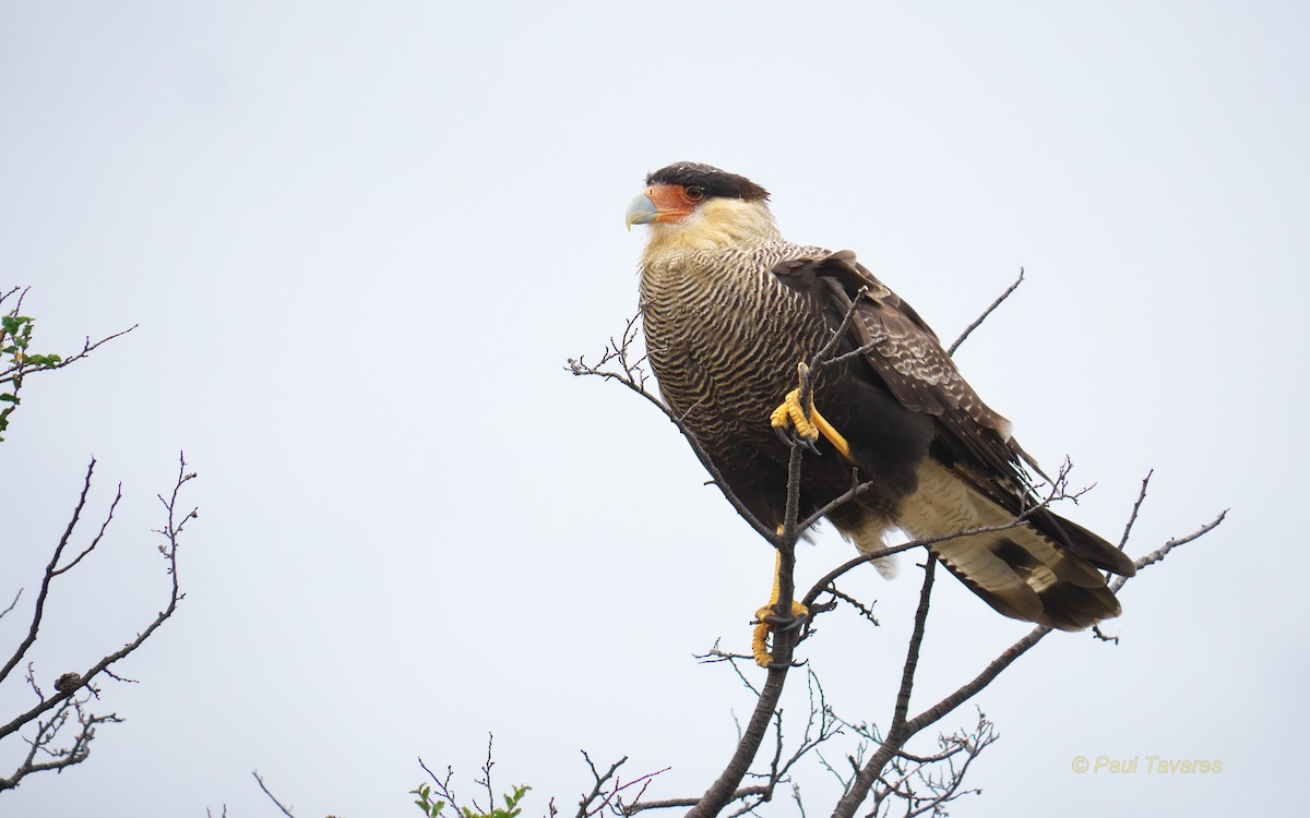 Crested Caracara (Southern) - Paul Tavares