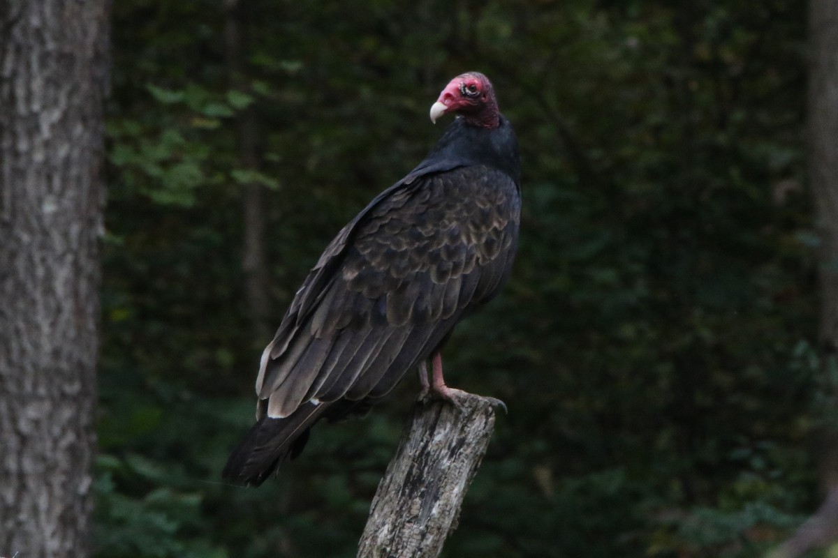 Turkey Vulture - ML375575551
