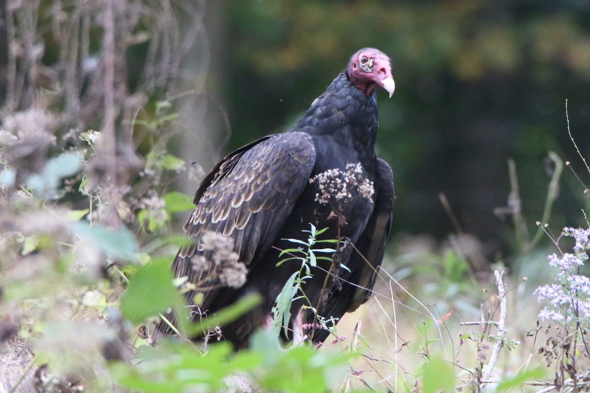 Turkey Vulture - ML375575591