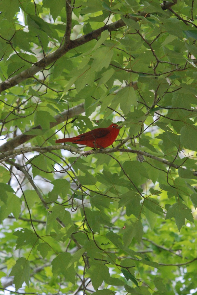 Summer Tanager - Daniel Lebbin