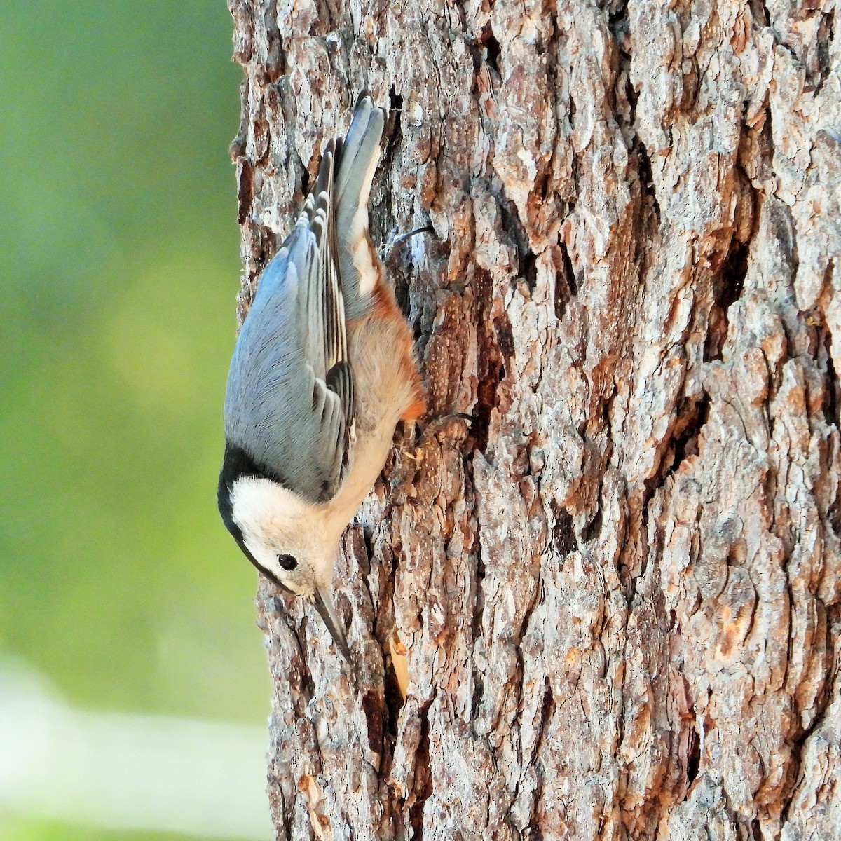 White-breasted Nuthatch - Carol Ann Krug Graves