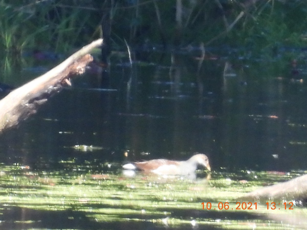 Gallinule d'Amérique - ML375578761