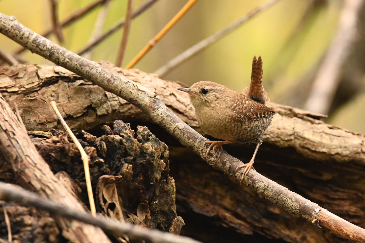 Winter Wren - ML375579281