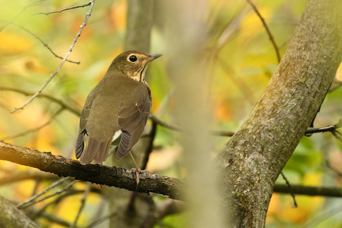 Swainson's Thrush - ML375579361