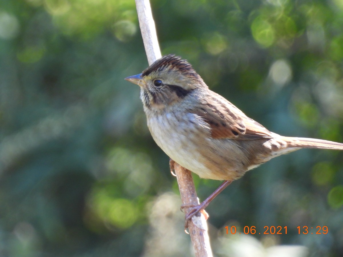 Swamp Sparrow - Jeff Fengler