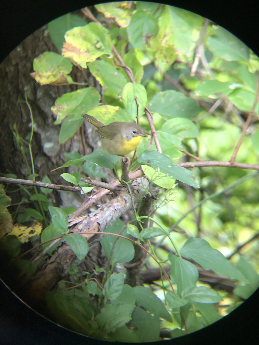 Common Yellowthroat - ML375581061