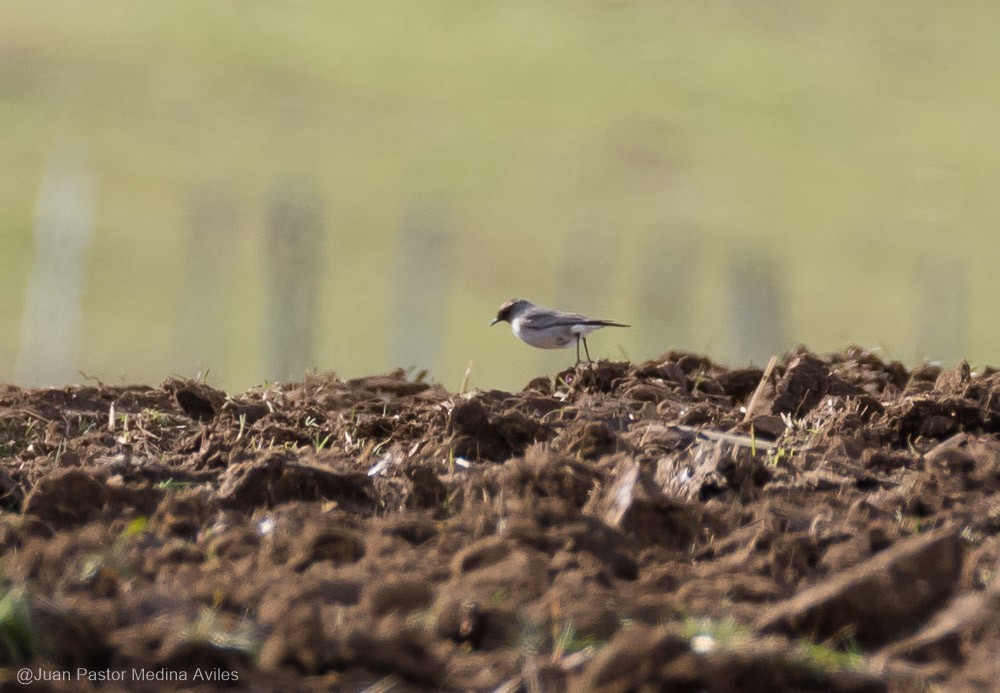 Dark-faced Ground-Tyrant - ML375582161