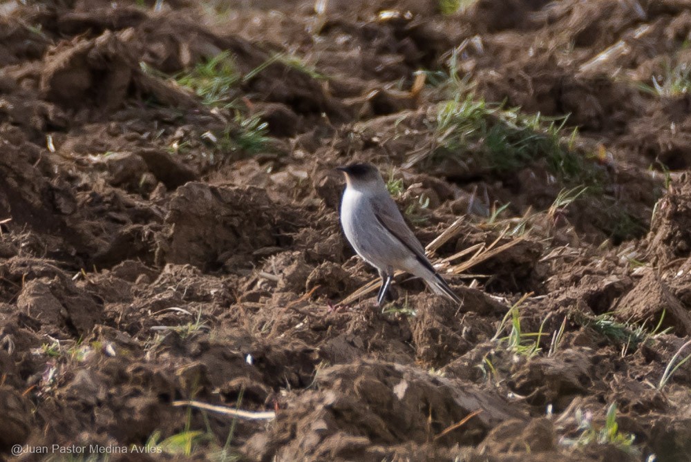 Dormilona Carinegra - ML375582191