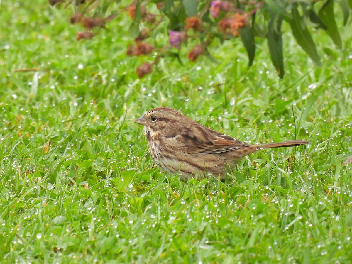 Song Sparrow - ML375584261