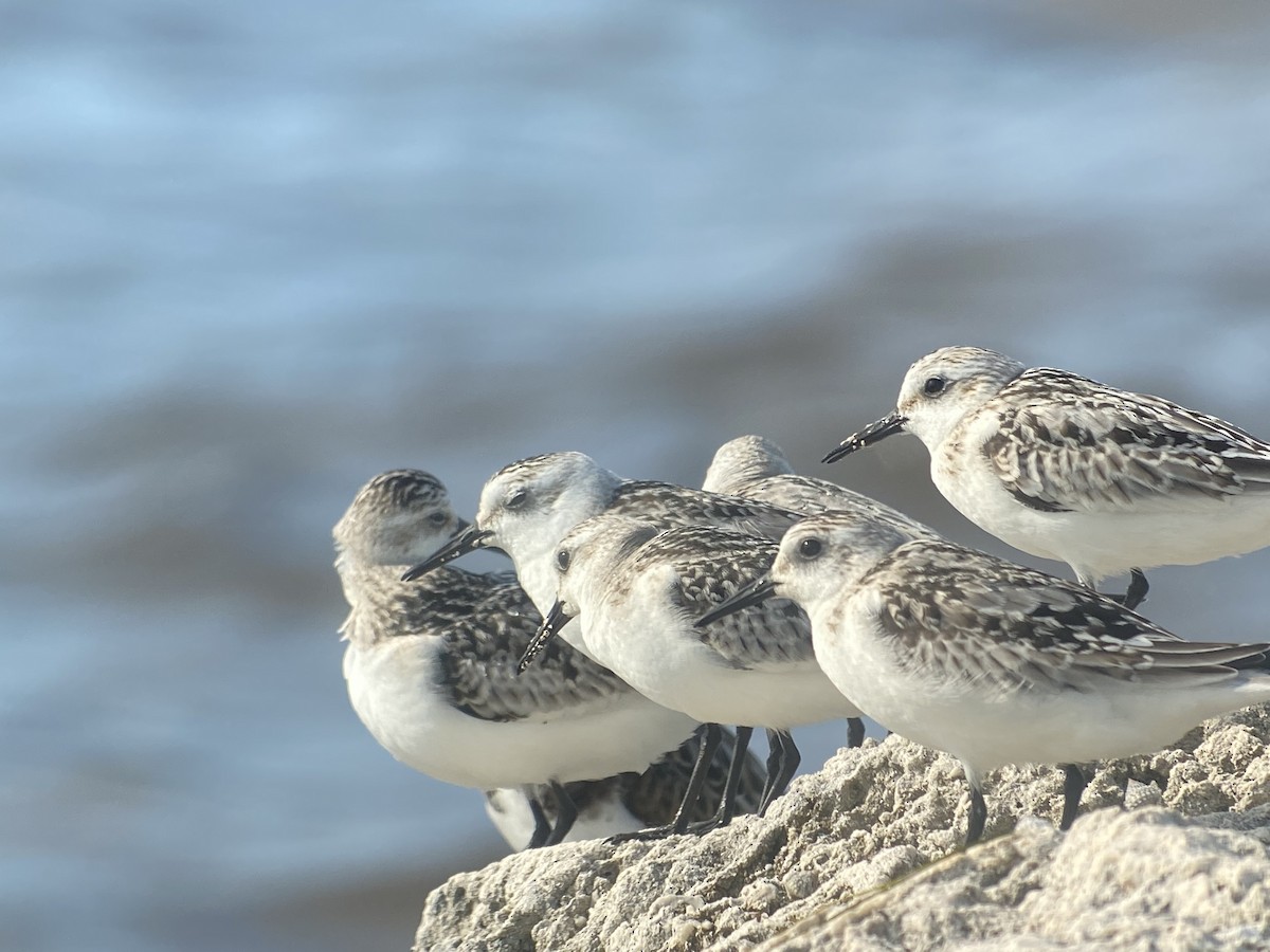 Гурвалж элсэг - ML375584321