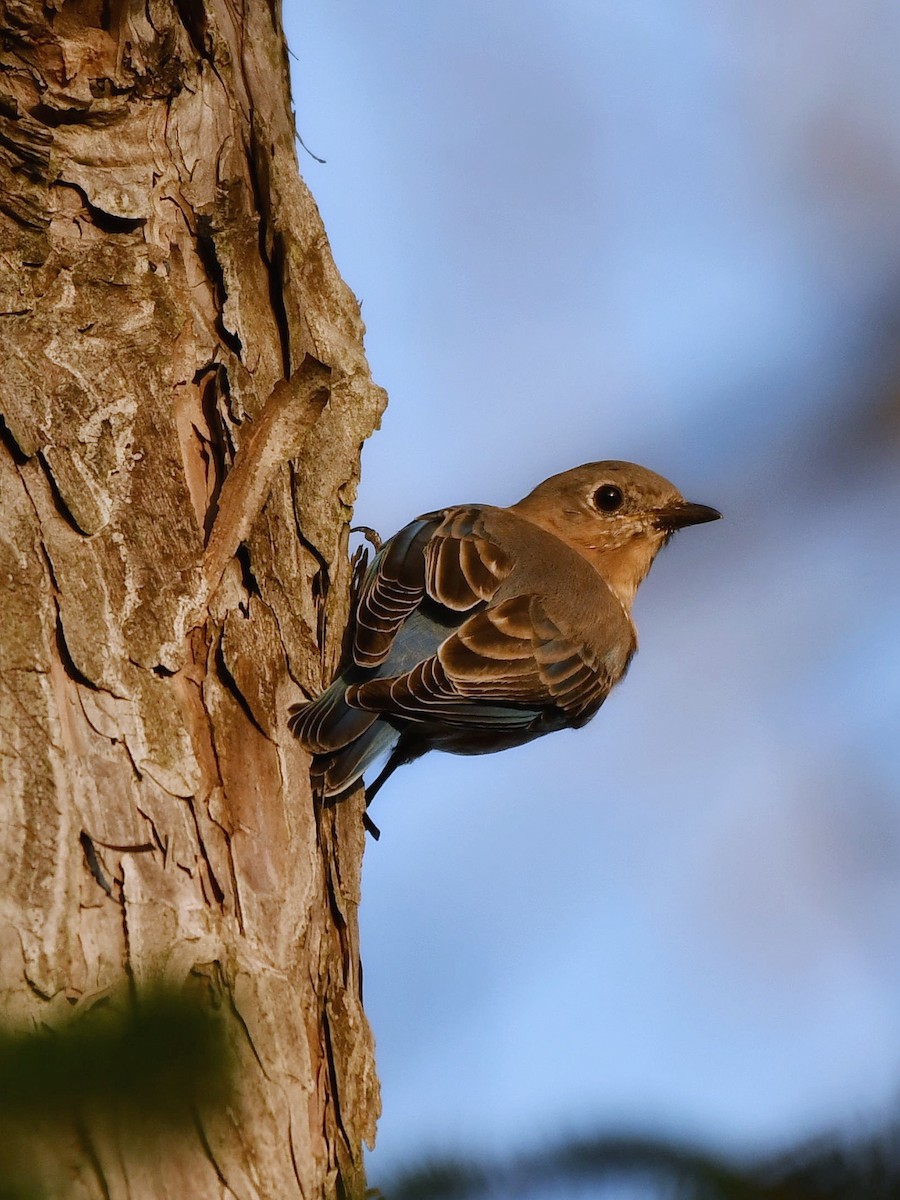 Eastern Bluebird - Bill Massaro