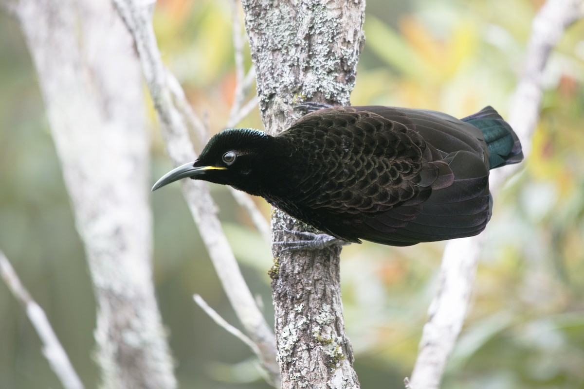 Victoria's Riflebird - David King