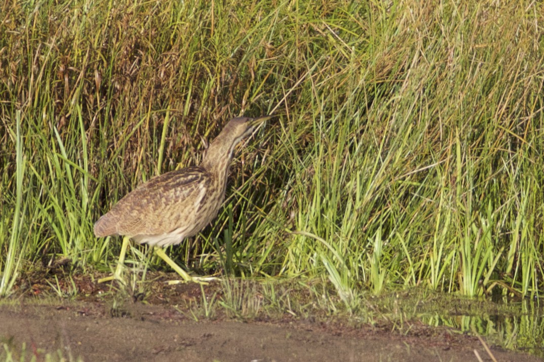 American Bittern - Jeanne Verhulst