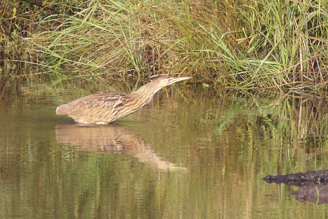 American Bittern - Jeanne Verhulst