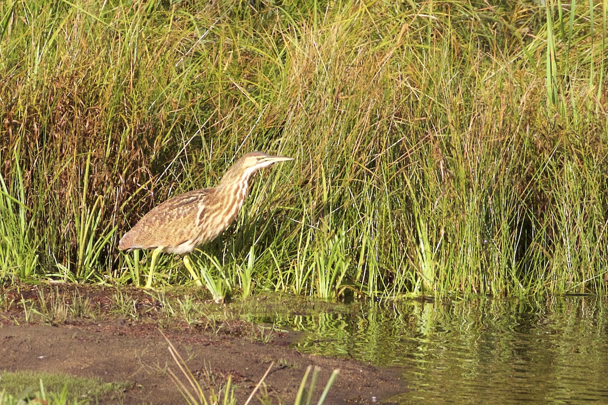 American Bittern - Jeanne Verhulst