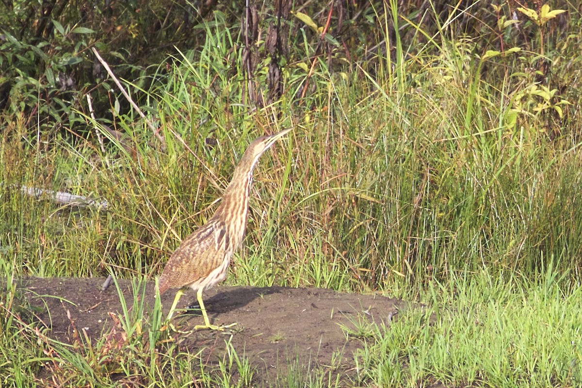 American Bittern - ML375585521