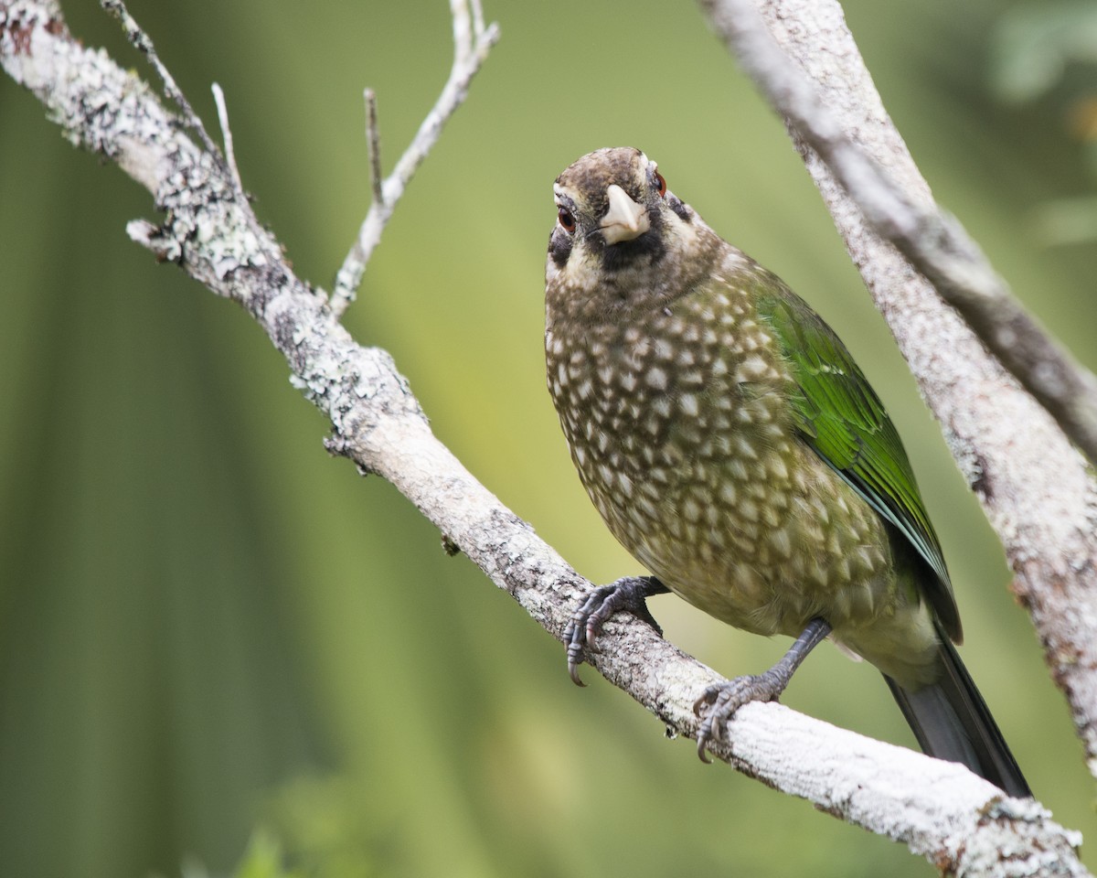 Spotted Catbird - David King