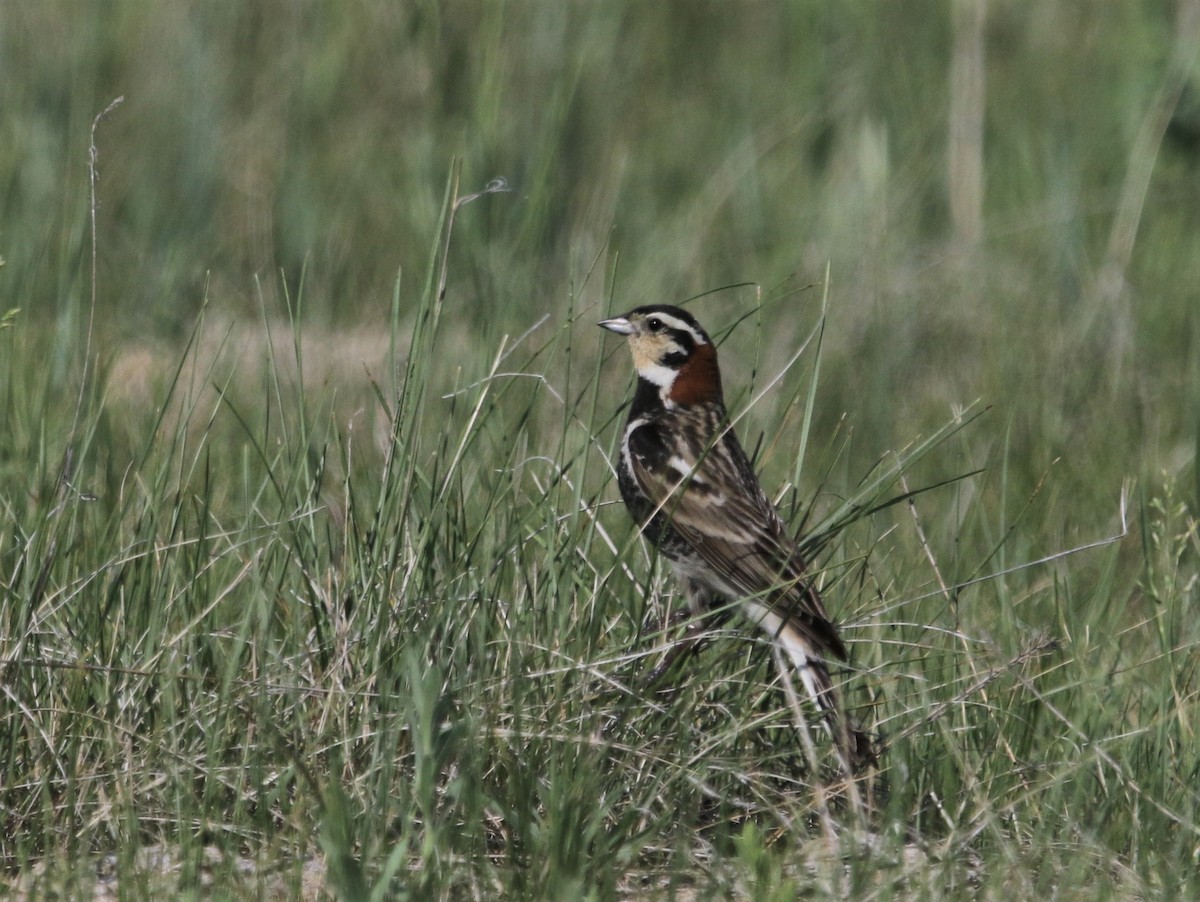 アカエリツメナガホオジロ - ML375587291