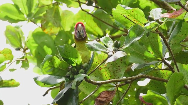 Great Green Macaw - ML375587331