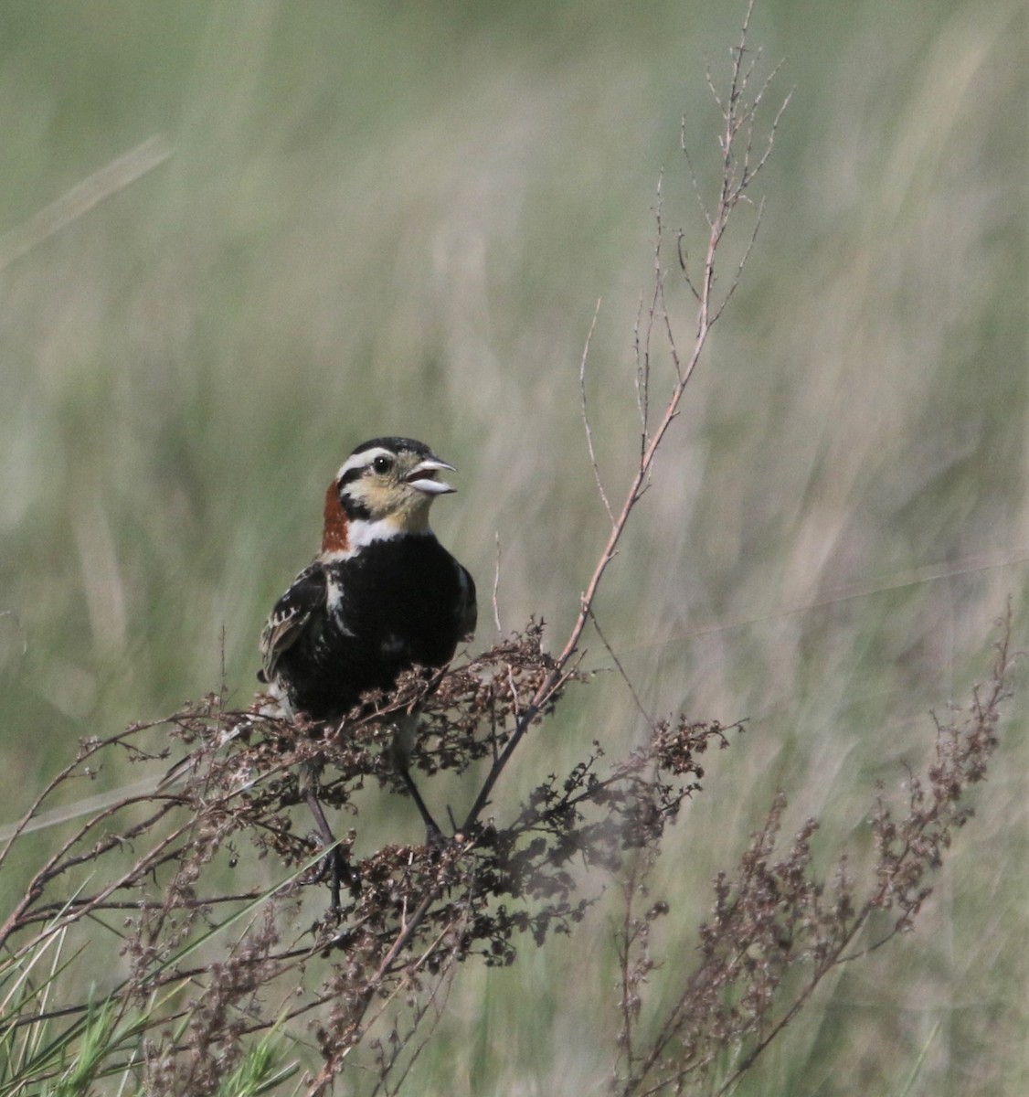 Chestnut-collared Longspur - ML375587351