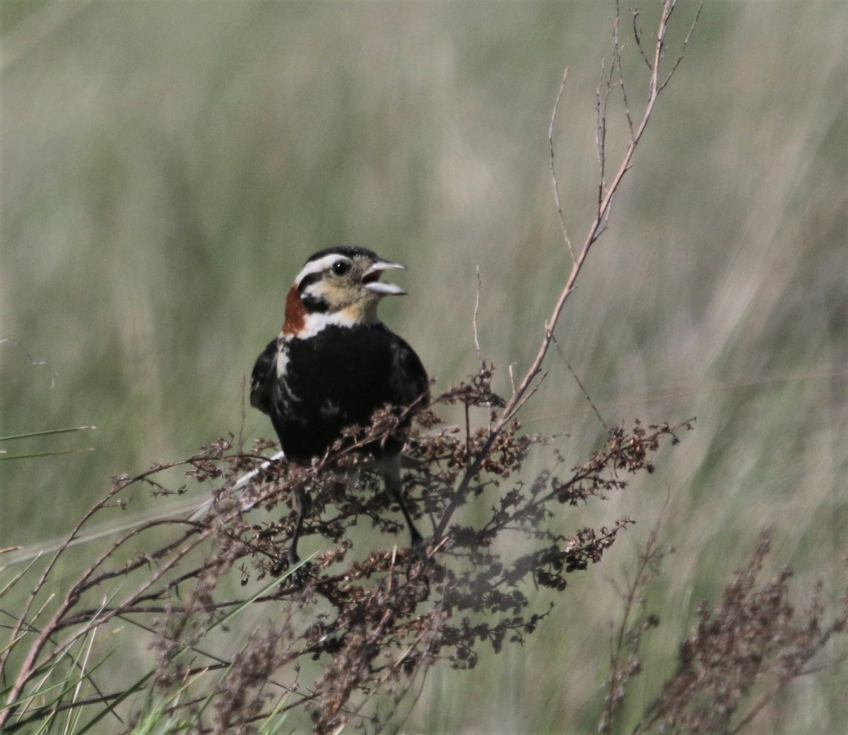 Chestnut-collared Longspur - ML375587511