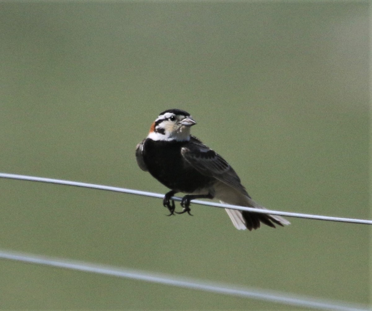 アカエリツメナガホオジロ - ML375587551