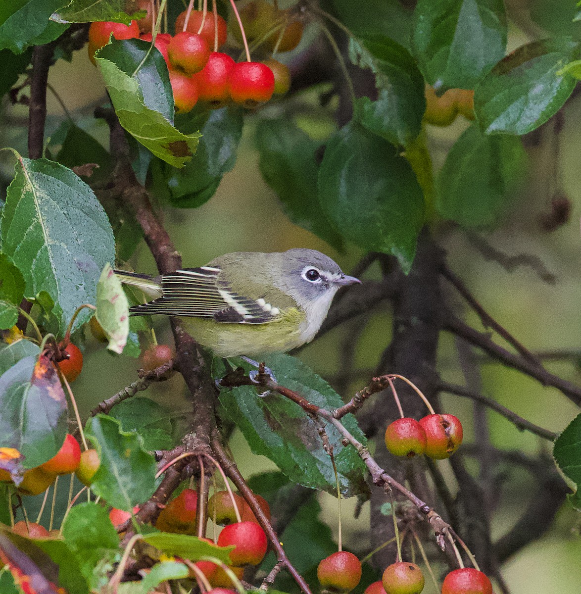 Vireo Solitario - ML375587991