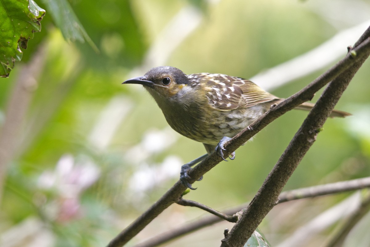 Macleay's Honeyeater - ML37558821