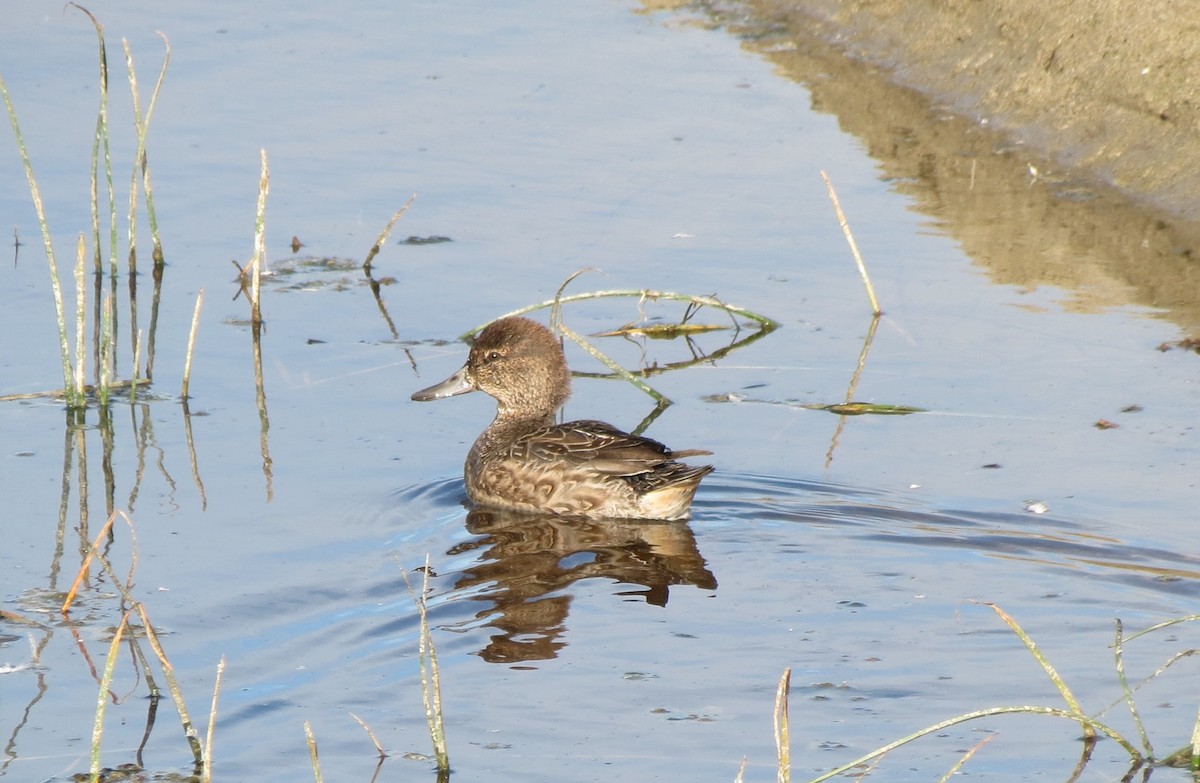 Green-winged Teal - ML375588571