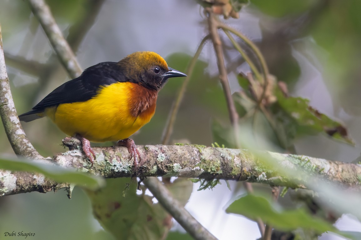 Usambara Weaver - Dubi Shapiro
