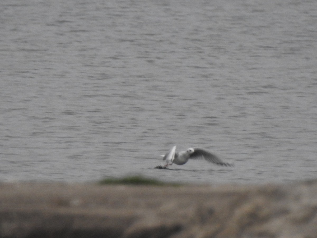 Bonaparte's Gull - ML375590201