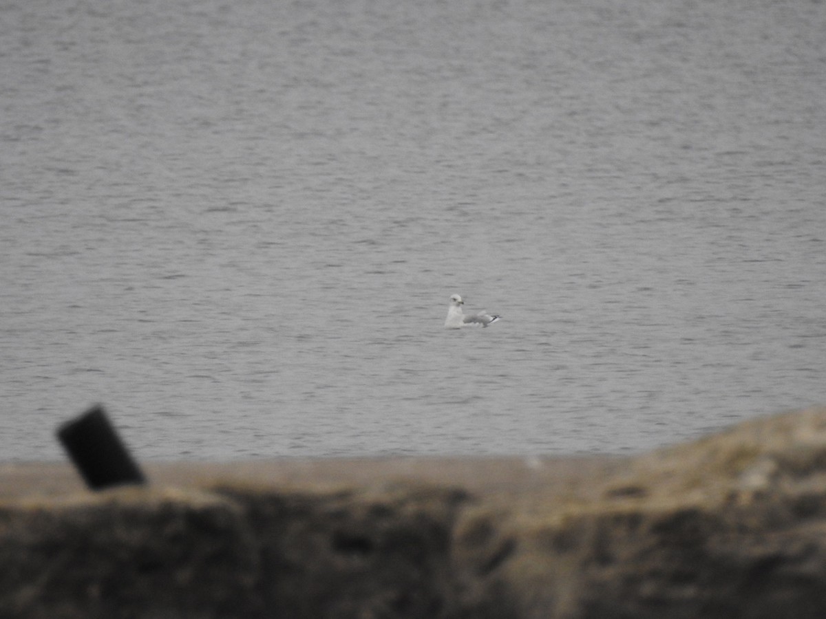 Bonaparte's Gull - ML375590211