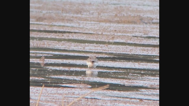 Baird's Sandpiper - ML375590651