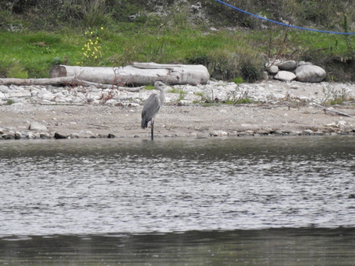 Great Blue Heron - ML375590831