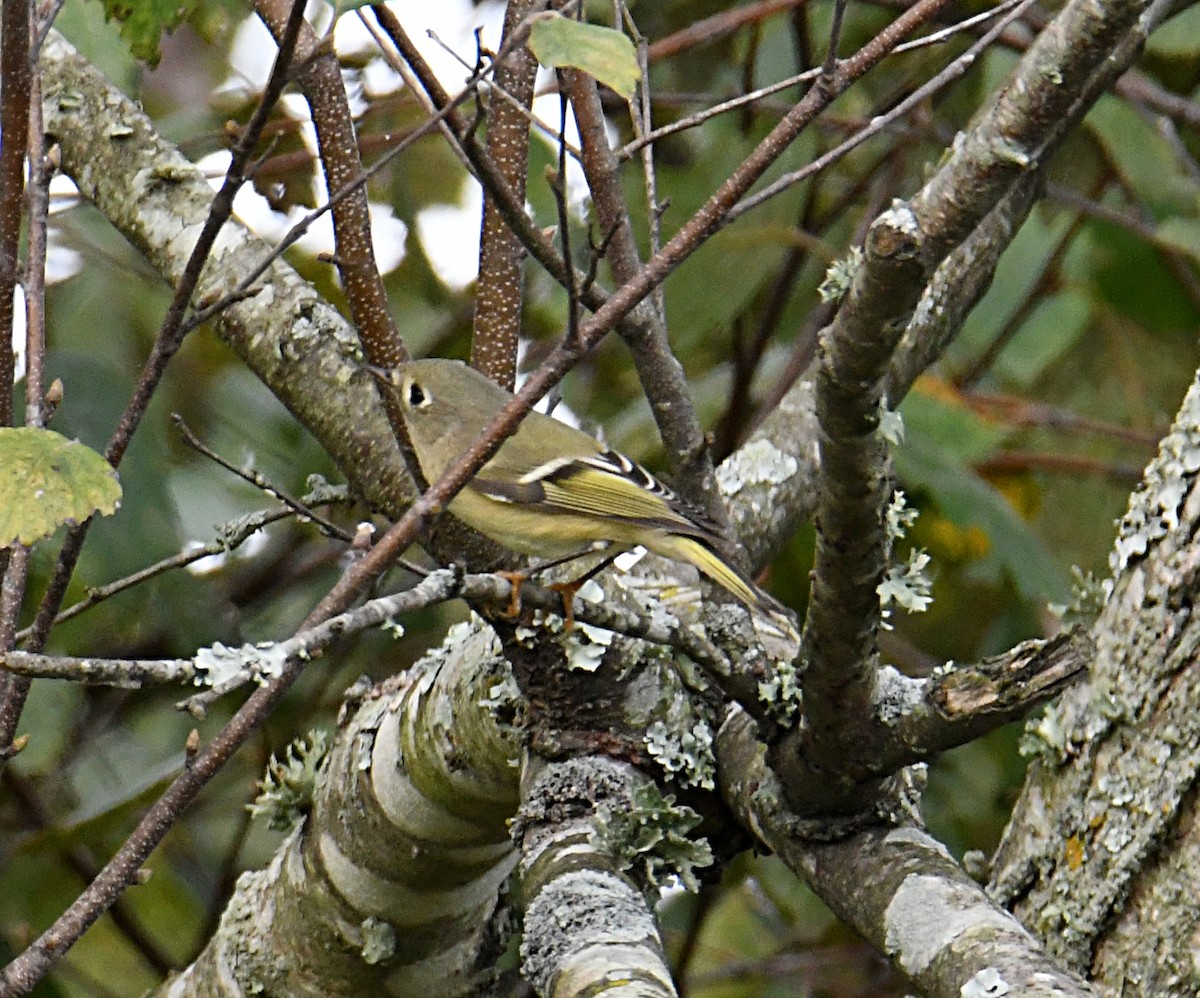 Ruby-crowned Kinglet - ML375591191