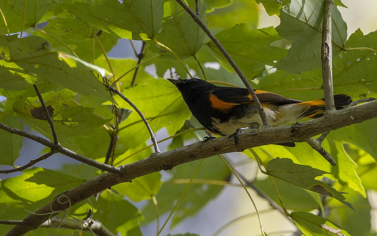 American Redstart - ML375593411