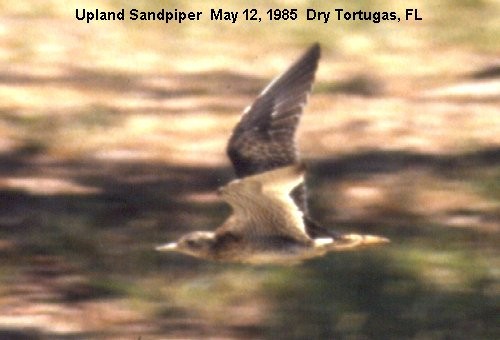 Upland Sandpiper - ML37559501