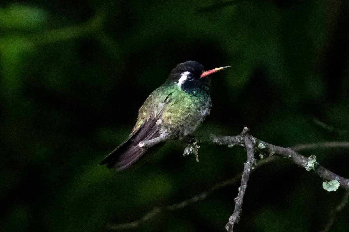 kolibřík bělouchý - ML375596481