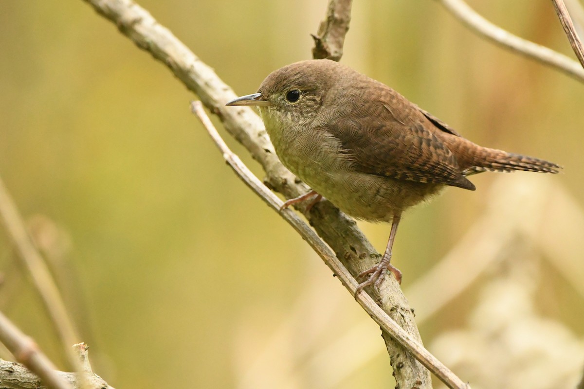 House Wren - ML375596581