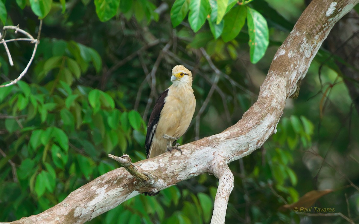 Caracara à tête jaune - ML37560161