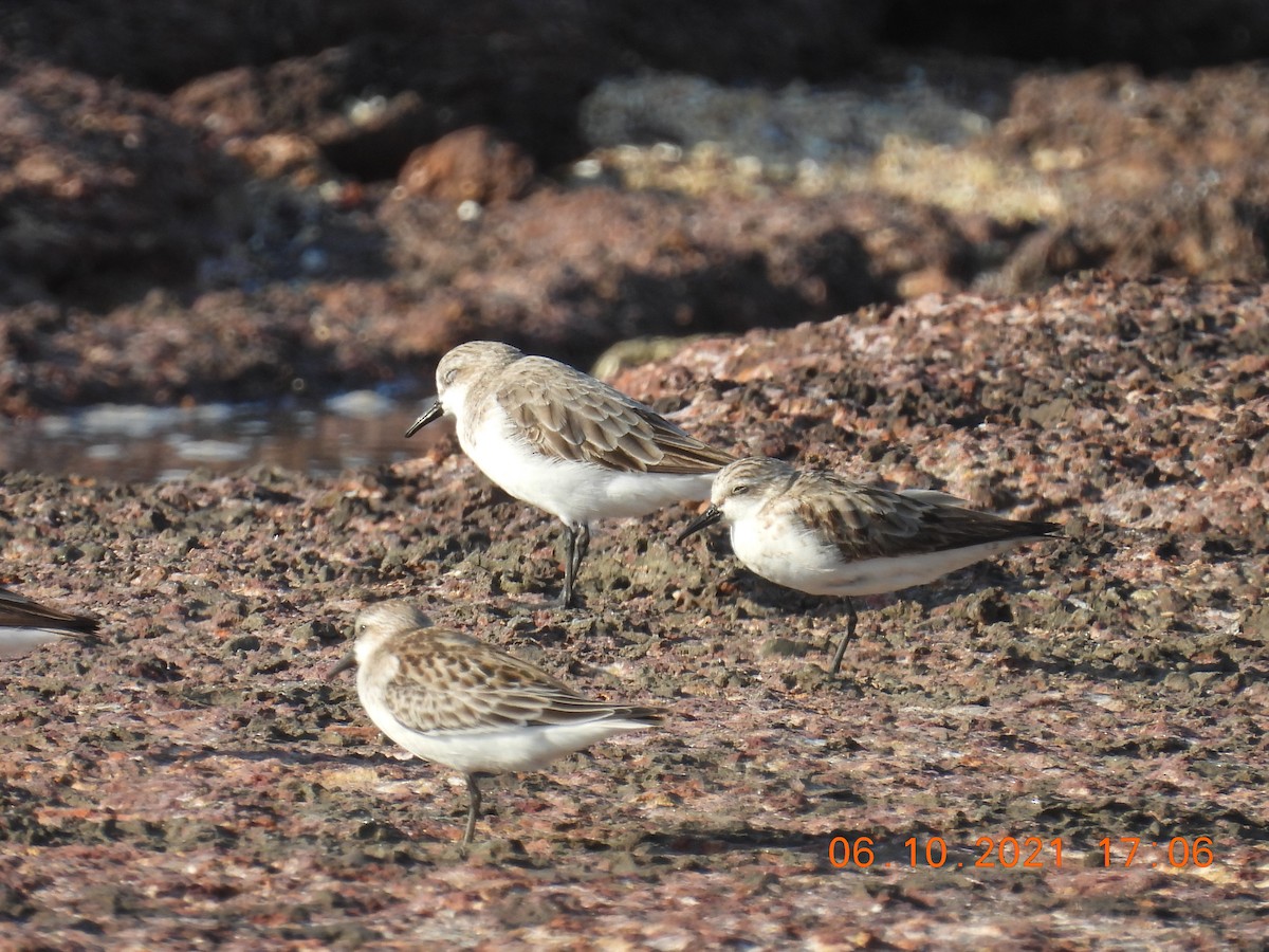 Red-necked Stint - Trevor Oliver